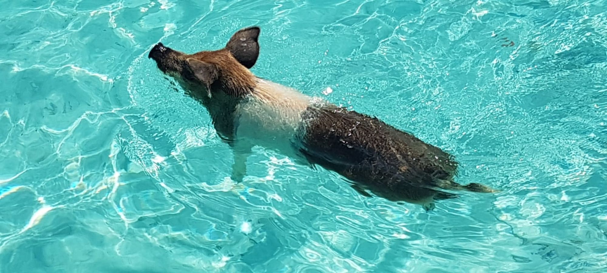 Swimming Pigs Moment